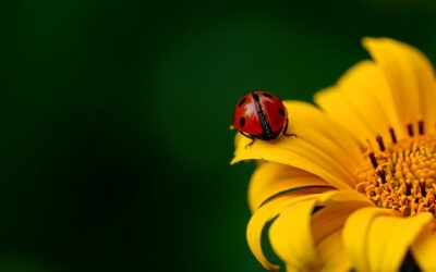 Das Große beginnt im Kleinen